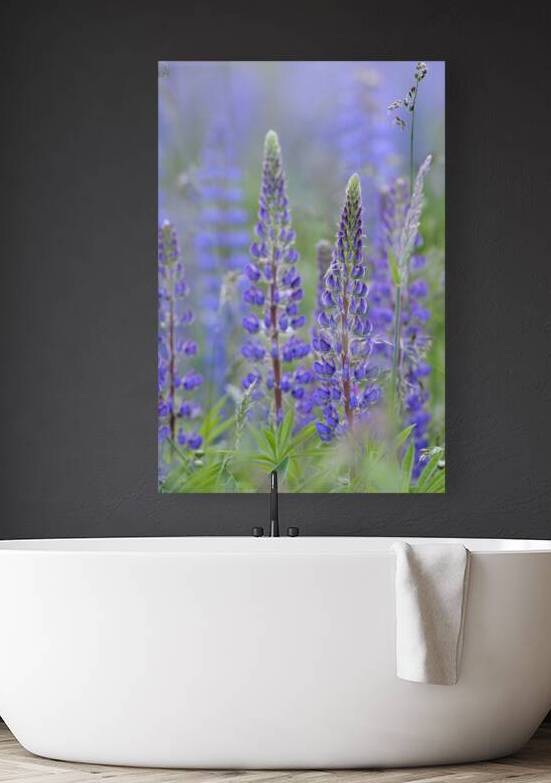 Farm in the Cowichan Valley Vancouver Island British Columbia Canada. by Kevin Oke