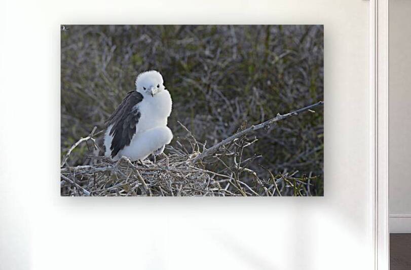 KO EC 14270 by Kevin Oke